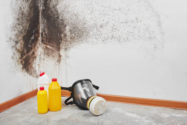 Best Local Mold Removal Service  in Maplewood, MO