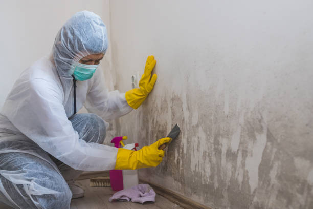 Best Certified Mold Removal  in Maplewood, MO