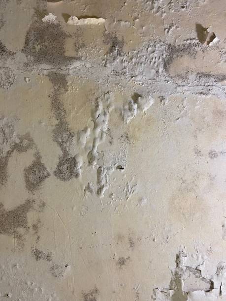 Best Crawl Space Mold Removal  in Maplewood, MO